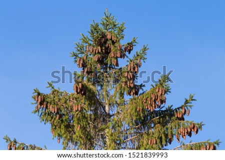 A lot of fir cones on a spruce tree. Spruce tree with large cones in autumn. еловые шишки