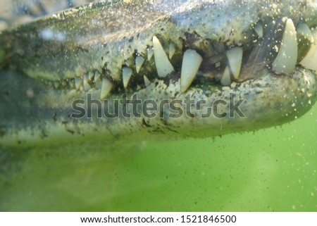 A closed up picture of the crocodile teeth.
