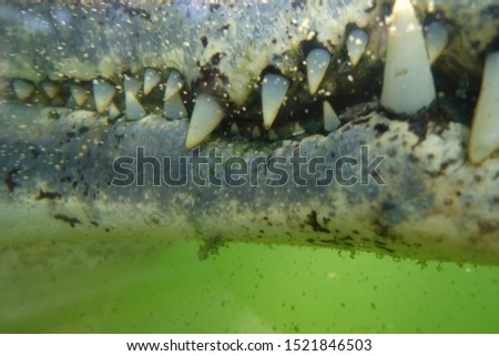 A closed up picture of the crocodile teeth.
