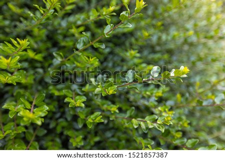 Spring background, green leaves on blurred background