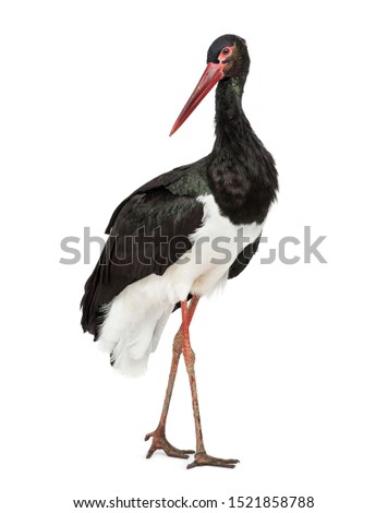 Black stork, Ciconia nigra, standing against white background Royalty-Free Stock Photo #1521858788