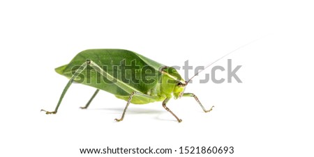 Giant katydid, Stilpnochlora couloniana, in front of white background Royalty-Free Stock Photo #1521860693