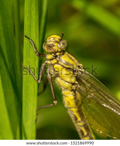 closeup of dragonfly on the grass looking towards you