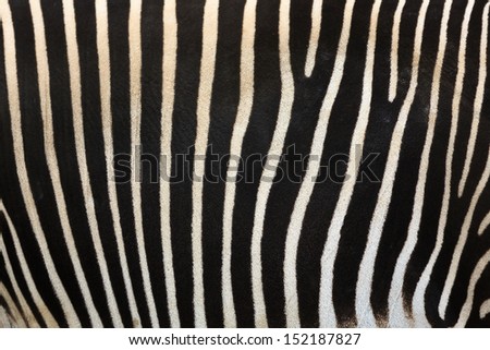 zebra stripes close up