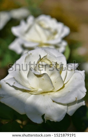 Flower of rose plant in white color