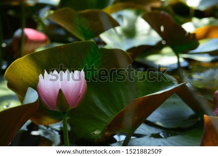 Pink waterlily in water garden.