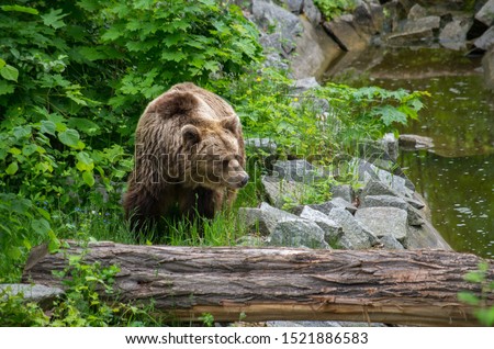 The brown bear (Ursus arctos) is a bear that is found In North America, the populations of brown bears are often called grizzly bears.