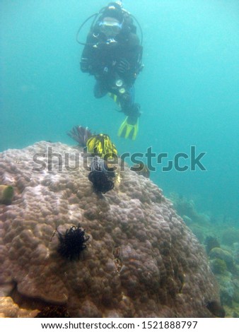 A vertical shot of a scuba diver wearing diving suit, fins and equipment swimming near coral reefs