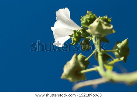 White flower on blue sky