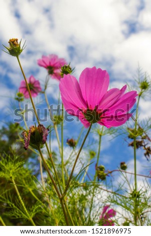 beautiful pink flowers in a garden with the sky in background