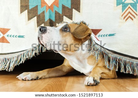 The dog hides under the sofa and looks up frightened. The concept of dog's anxiety about thunderstorm, fireworks and loud noises. Pet's mental health, excessive emotionality, feelings of insecurity. Royalty-Free Stock Photo #1521897113