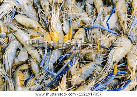 fresh shrimp in market, digital photo picture as a background