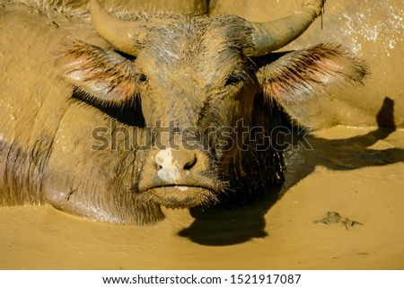 buffalo in mud, digital photo picture as a background