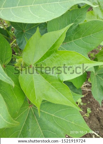 Natural pic of cotton plant