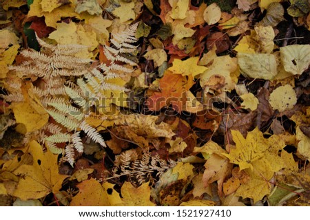 colorful background of fallen leaves of Golden autumn