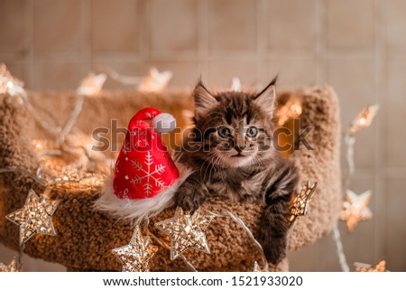 Christmchristmas card with kitten,brown fluffy Persian kitten in a New Year golden garland on a beige couch, New Year concept Royalty-Free Stock Photo #1521933020