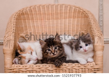 family of seals, mother a three-color cat and two kittens, brown and gray lie on a wicker chair made of wood