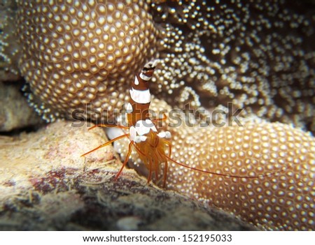 Squat cleaner shrimp