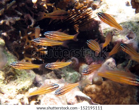Cardinalfish