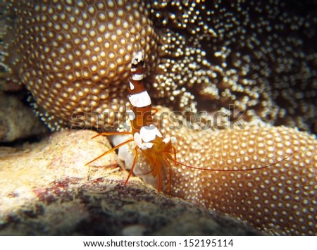Anemone cleaner shrimp
