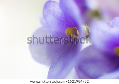 Beautiful violet flower.  Bloom.  Saintpaulia