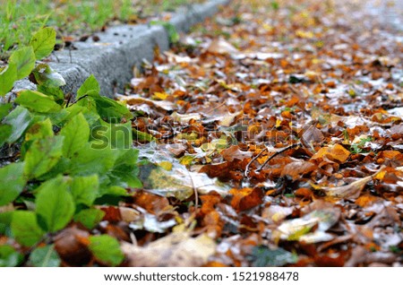 Autumn leaves beside a curb on the roadside