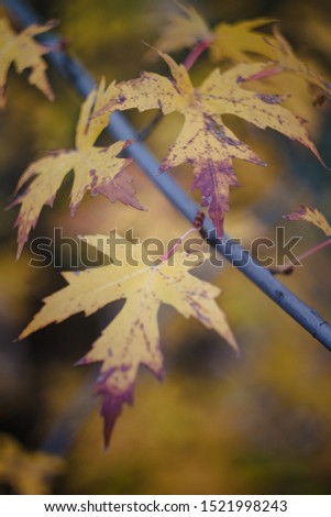 Autumn yellow-orange-red leaves and branches against the sky, blur. Close-up. Retro style