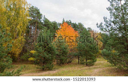 Evening in Serebryany Bor Park. The trail in autumn forest, Moscow, Russia