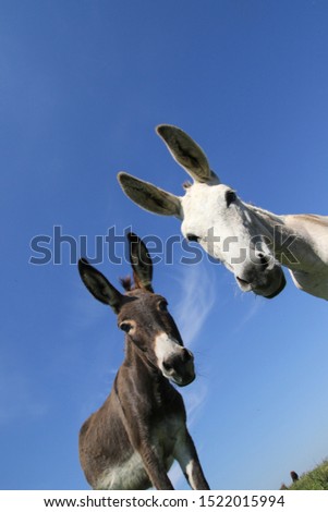 Portrait of two funny donkeys black and white over sky