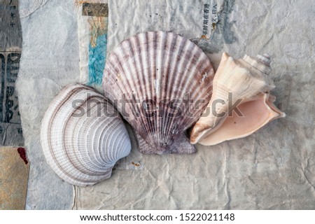 Seashells on organic surface gray tones simplicity art. 
