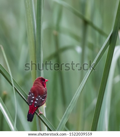 Red Avadavat/Lal Munia sitting on the branch of green bushes 