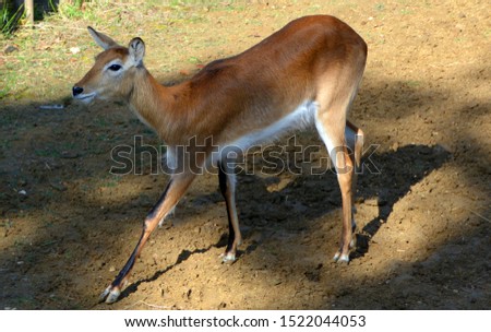 The lechwe (Kobus leche), red lechwe or southern lechwe, is an antelope found in wetlands of south central Africa.