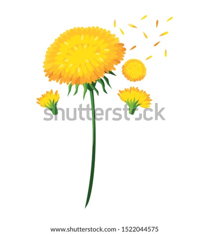 beautiful flowers icon over white background, vector illustration