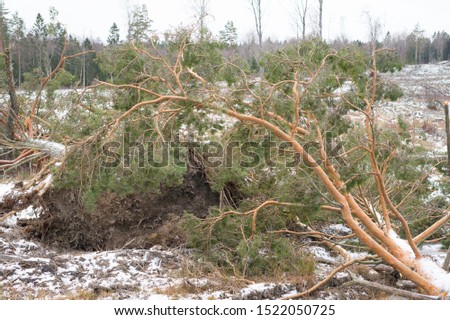 Storm broken trees background. Old coniferous forest after hurricane. Felled pine trunks. Winter picture of Scandinavian forest.