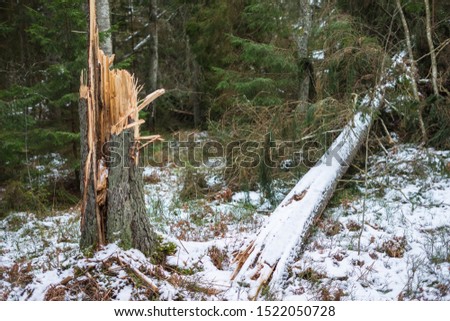 Storm broken trees background. Old coniferous forest after hurricane. Felled pine trunks. Winter picture of Scandinavian forest.