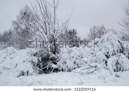 
Winter landscape with snowy fir trees and other trees and gray sky. Snow fairy tale in Europe.