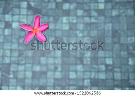 The tropical flower which floats in the pool.