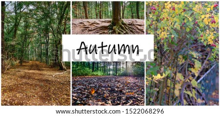 Autumn banner with the inscription Autumn, with natural forest background collage.
