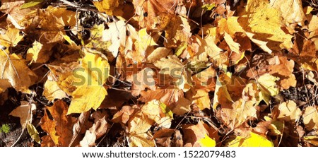 Golden leaves fallen from a tree in the forest in the autumn