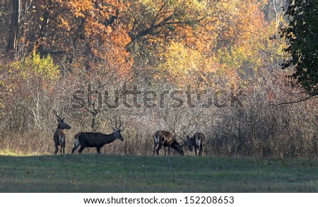 Deer run in forest