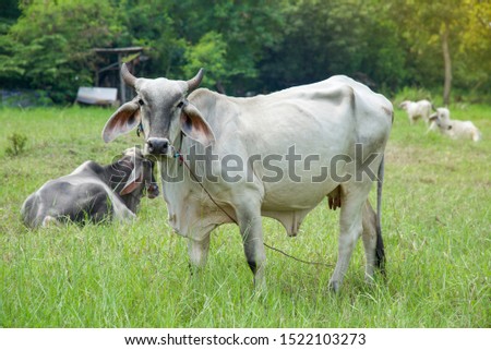 White cow standing on the meadow in Thailand