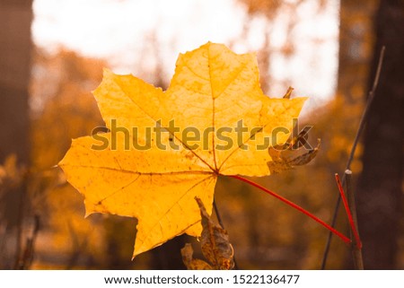 Big bright yellow maple leaf and sunlight