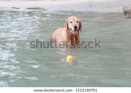 Golden retriever dog happy
playing on the beach