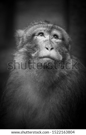The Barbary macaque (Macaca sylvanus) in Salem Affenberg, Germany