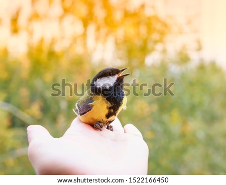 curious little bird beautiful tit sits on the girl's palm and sings on a Sunny clear day