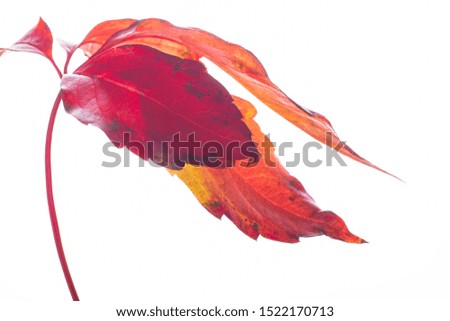 
autumnal red leaf on white background