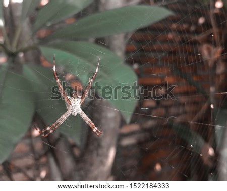 the spider is perched on its nest