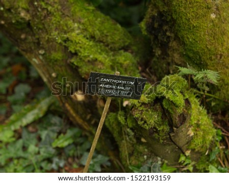 Botanical Identification Label for "Zanthoxylum americanum" (Common Prickly Ash or Toothache Tree) by it's Moss Covered Trunk in a Woodland Garden in Rural Devon, England, UK