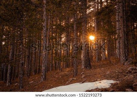 Sunstar through the forest, autumn colors and first snow on the ground 