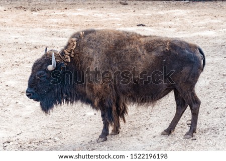 A buffalo in its natural environment, Africa